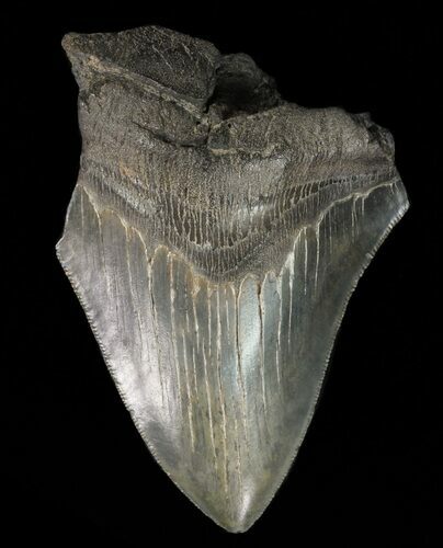 Partial, Megalodon Tooth - Georgia #61663